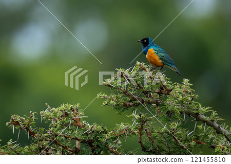 Superb starling on thorny treetop in profile Superb starling on thorny treetop in profile 121455810