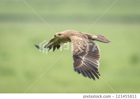 Tawny eagle flies across grassland lowering wings 121455811
