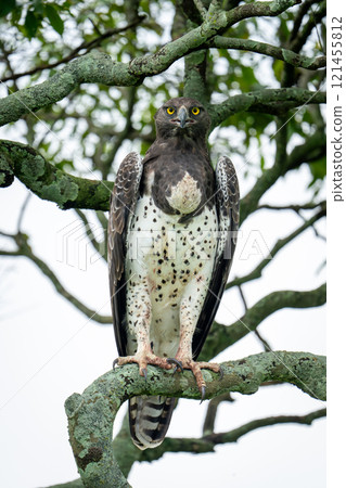 Steppe eagle watches camera from lichen-covered branch Steppe eagle watches camera from lichen-covered branch 121455812