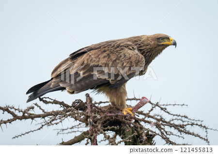 Steppe eagle with carcase on whistling thorn 121455813