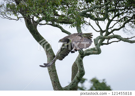 Steppe eagle takes off from lichen-covered tree 121455818