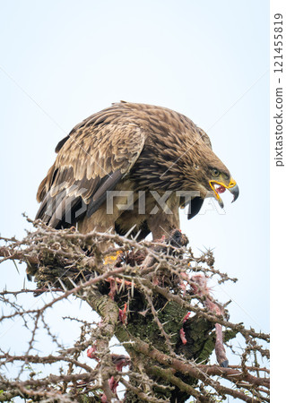 Steppe eagle swallows meat on whistling thorn Steppe eagle swallows meat on whistling thorn 121455819