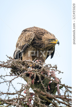 Steppe eagle staring out from whistling thorn Steppe eagle staring out from whistling thorn 121455820