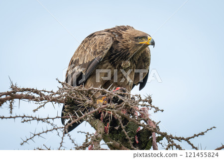 Steppe eagle stares away from whistling thorn 121455824