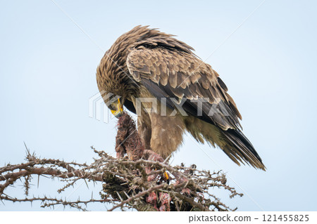 Steppe eagle pulls at carcase on thornbush Steppe eagle pulls at carcase on thornbush 121455825