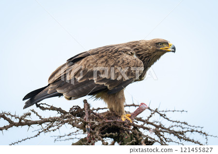 Steppe eagle opening beak on whistling thorn 121455827
