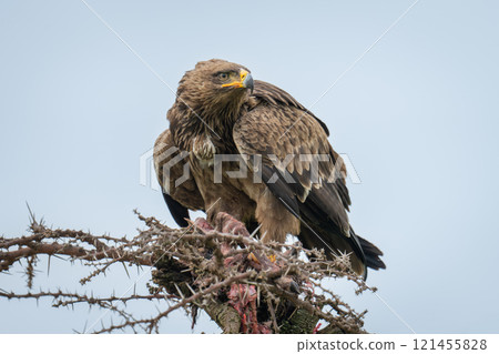 Steppe eagle on whistling thorn with kill Steppe eagle on whistling thorn with kill 121455828