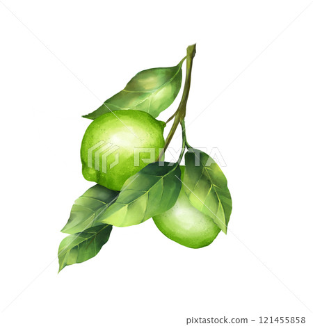 Lime illustration. Citrus fruit branch lime isolated on white background. Lime illustration. Citrus fruit branch lime isolated on white background. 121455858