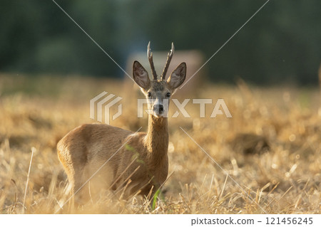 Roe deer in a grain field Roe deer in a grain field 121456245
