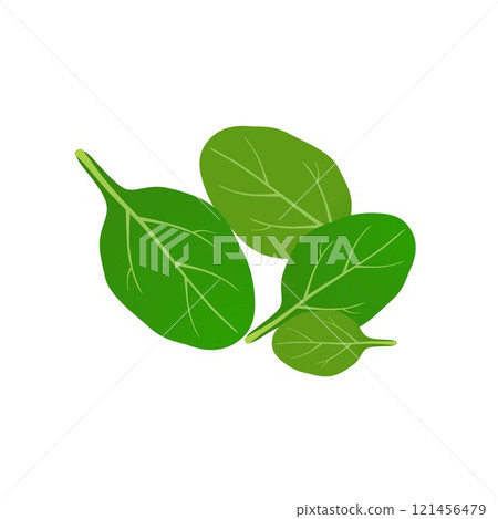 Fresh green spinach leaves on a white background. 121456479