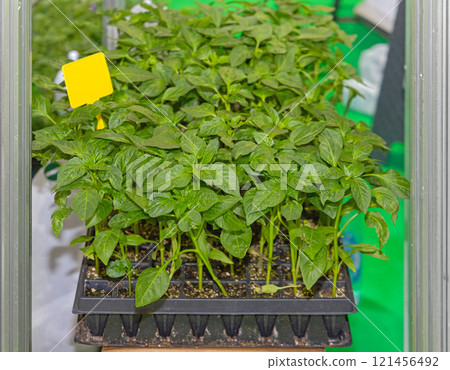 Paprika Peppers Plants Horticulture 121456492