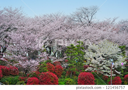 Toden Arakawa Line Oji Station - Asukayama Asukayama Park Toden Arakawa Line Oji Station - Asukayama Asukayama Park 121456757
