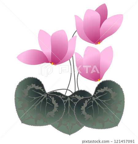 Pink cyclamens. Pink cyclamens. 121457091