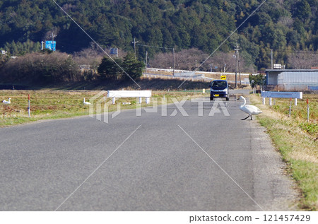 一隻天鵝走過一條柏油鋪成的農道,來到對面的稻田,留意著來往的車輛。 一隻天鵝走過一條柏油鋪成的農道,來到對面的稻田,留意著來往的車輛。 121457429