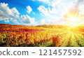 Vibrant autumn vineyard landscape at sunset, showcasing colorful foliage and sunlit rows of grapevines under a bright blue sky with fluffy clouds. 121457592