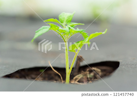 young sprouted tomato plant with several leaves growing out of the ground 121457740
