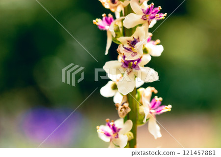 Verbascum phlomoide pink flowers in spring. Pretty small flower buds with gently petals on natural green background in sunny garden. Floral blooms. 121457881