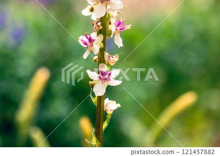 Verbascum phlomoide pink flowers in spring. Pretty small flower buds with gently petals on natural green background in sunny garden. Floral blooms. 121457882