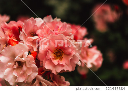 Gorgeous soft pink rose flower buds on a blossoming shrub in spring rosarium, summer garden. Beautiful flowers cultivation. Horticulture, floriculture Gorgeous soft pink rose flower buds on a blossoming shrub in spring rosarium, summer garden. Beautiful flowers cultivation. Horticulture, floriculture 121457884