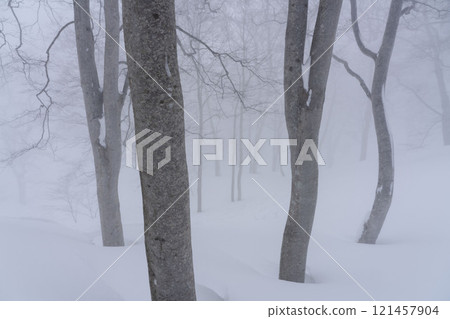 仲冬的山毛櫸 仲冬的山毛櫸 121457904