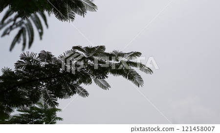 leave green trees sway gently against a vibrant blue sky leave green trees sway gently against a vibrant blue sky 121458007