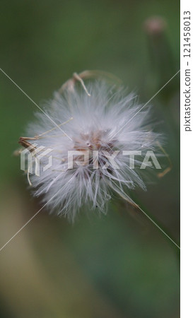 A close-up of a dandelion flower (Sticky groundsel/senecio viscosus) in the garden with fluffy seeds ready to blow in the wind, surrounded by green grass and other plants in a vibrant summer meadow A close-up of a dandelion flower (Sticky groundsel/senecio viscosus) in the garden with fluffy seeds ready to blow in the wind, surrounded by green grass and other plants in a vibrant summer meadow 121458013