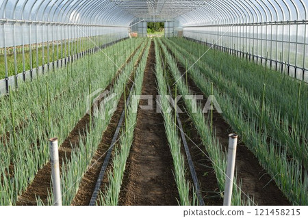 Greenhouse where long onions are grown Greenhouse where long onions are grown 121458215