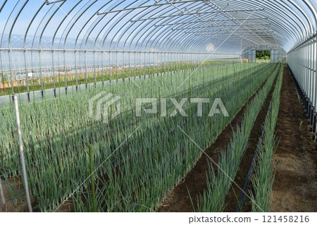 Greenhouse where long onions are grown Greenhouse where long onions are grown 121458216