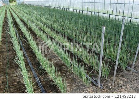 Greenhouse where long onions are grown Greenhouse where long onions are grown 121458218