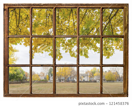 nostalgic fall landscape in residential area with a maple tree as seen from a vintage sash window 121458376