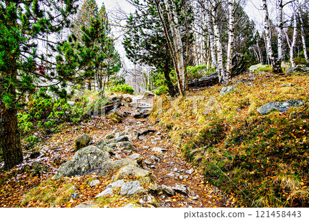 Autumn forest of Sant Maurici Lake with snowy path in Aigues Tortes National Park, in the Pyrenees of Lleida, Catalonia, Spain 121458443