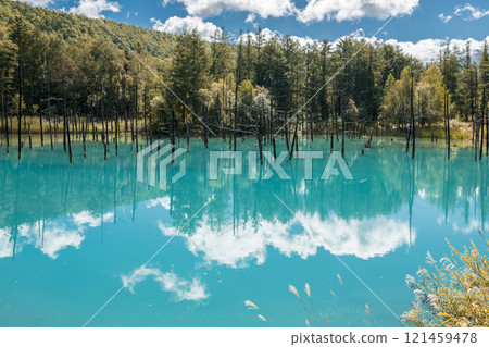 【美瑛町白金、藍天下的藍色池塘與水鏡】 121459478