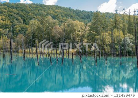 [Biei Town Shirogane: Blue Pond and Water Mirror under the Blue Sky] 121459479