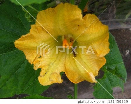 胡桃南瓜花 121459529