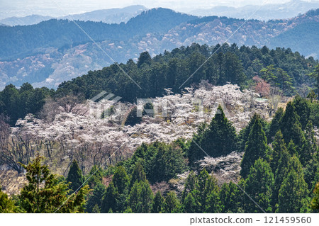 From Mt. Takao, Tokyo, Icchodaira Senbonzakura, Hikagezawa Forest Road 121459560