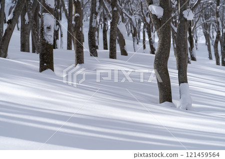 Beech forest in winter 121459564