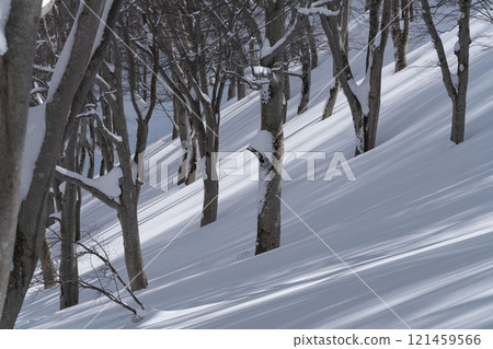 冬天的山毛櫸林 冬天的山毛櫸林 121459566