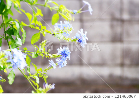 清爽的藍色花園樹 121460067