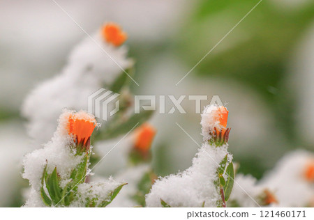 Calendula 121460171