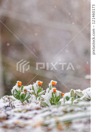 Calendula Calendula 121460173