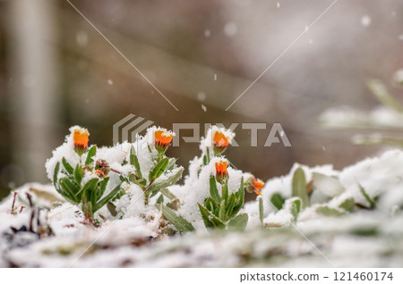 Calendula Calendula 121460174