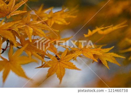 Yellow-colored maple leaves 121460738