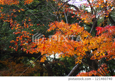 Sunlit maple leaves 121460740