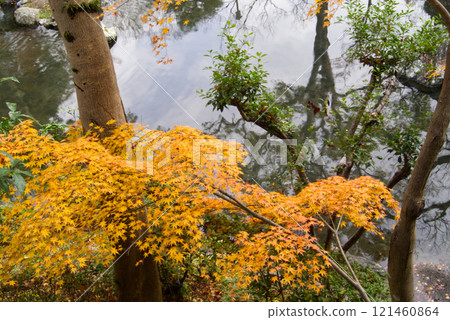 池塘邊的黃色楓葉 121460864