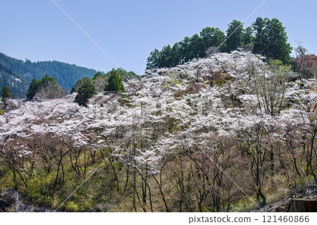 從高尾山、東京、市町平千本櫻、日影澤林道 121460866