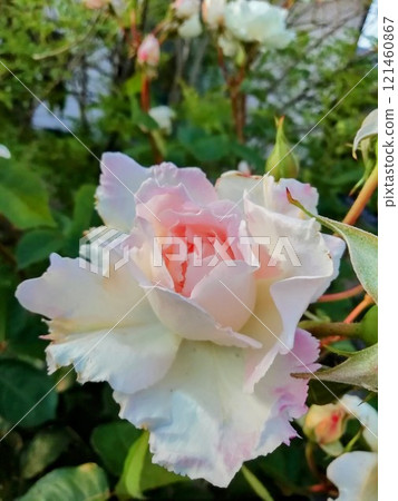 天子公主 121460867