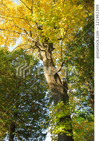 A giant tulip tree with yellow leaves, the former Torigata Hall, a nationally designated scenic spot, Odate City, Akita Prefecture A giant tulip tree with yellow leaves, the former Torigata Hall, a nationally designated scenic spot, Odate City, Akita Prefecture 121461309
