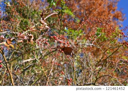 Wild rose, wild briar, wild rose, flower and fruit (false fruit) Wild rose, wild briar, wild rose, flower and fruit (false fruit) 121461452