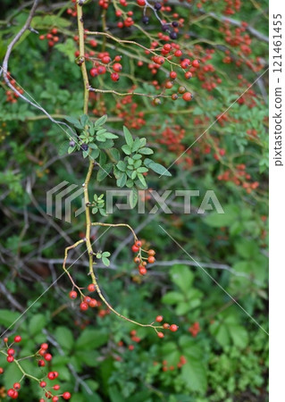 Wild rose, wild briar, wild rose, flower and fruit (false fruit) Wild rose, wild briar, wild rose, flower and fruit (false fruit) 121461455