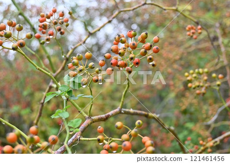 Wild rose, wild briar, wild rose, flower and fruit (false fruit) 121461456